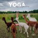 Personal Trainerin macht Alpaka Yoga im Krieger Asanas